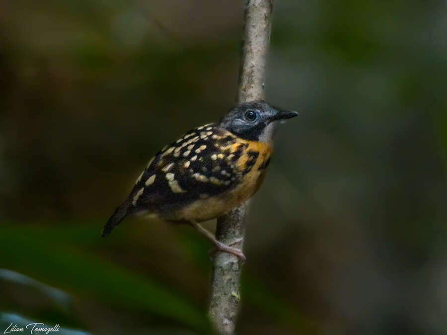 Image of Spot-backed Antbird