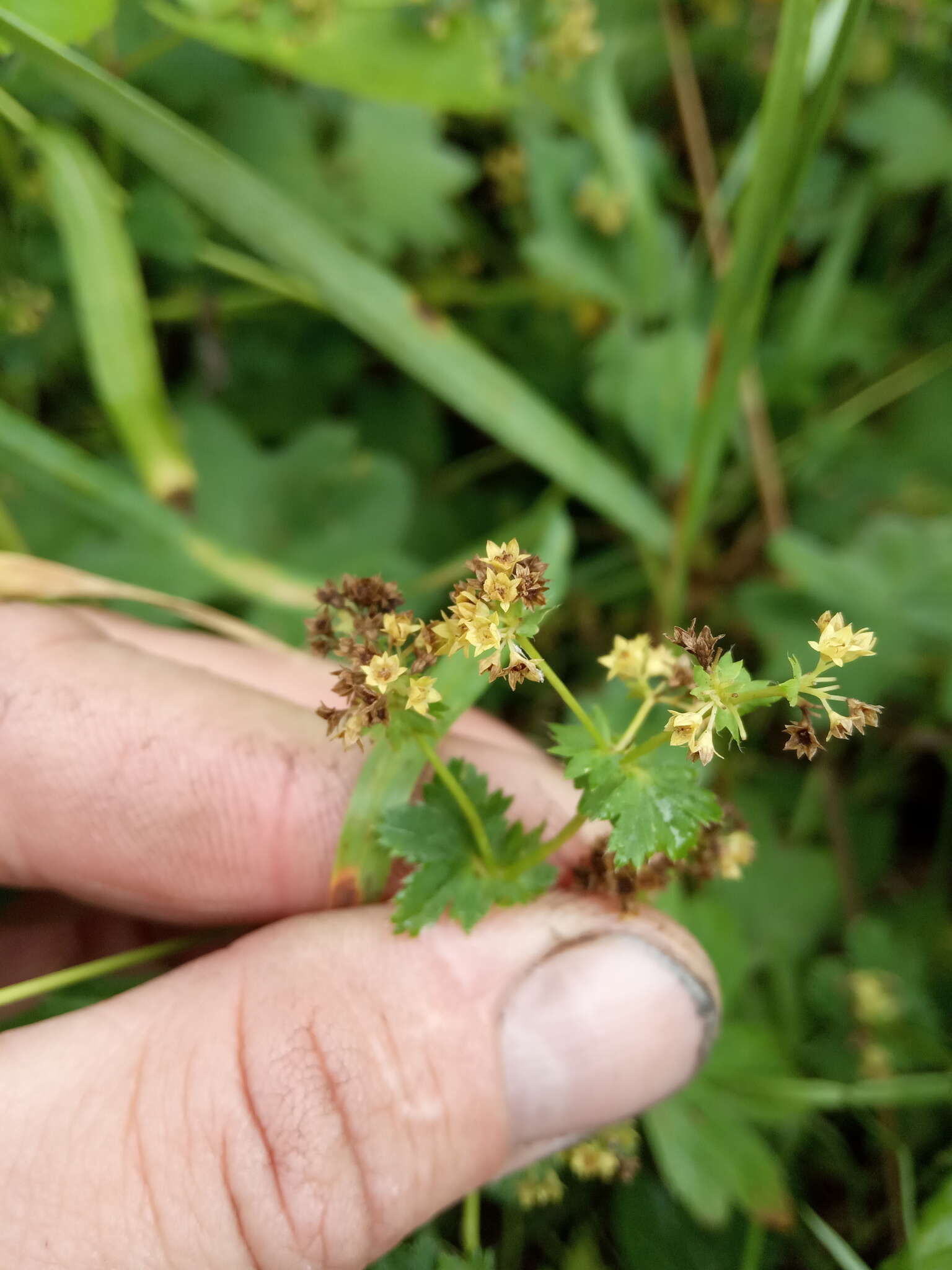 Plancia ëd Alchemilla murbeckiana Buser