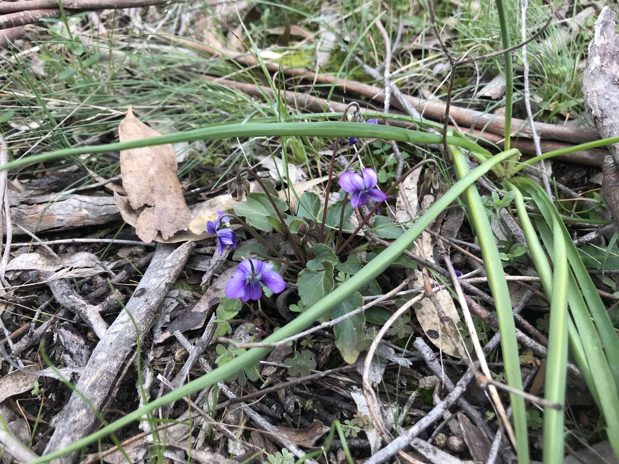 Imagem de Viola betonicifolia Smith