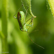 Image de Calocoris affinis (Herrich-Schaeffer 1835)