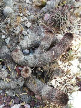 Image of Mammillaria sphacelata Mart.