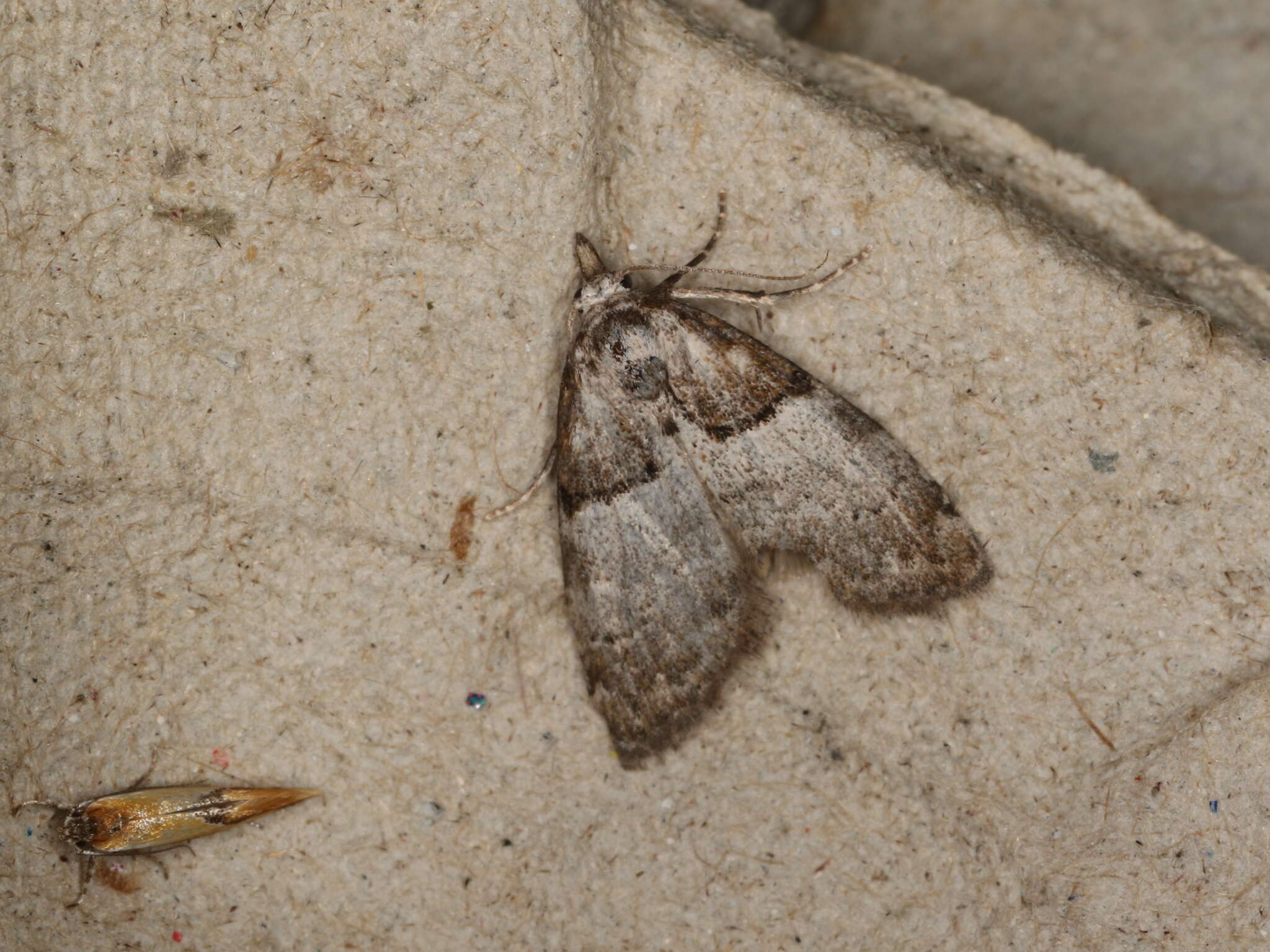 Image of short-cloaked moth