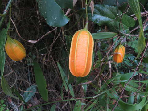 Image of Aristolochia deltantha F. Müll.