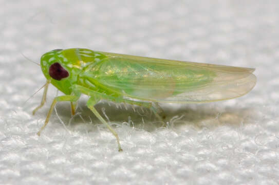 Image of Potato Leafhopper
