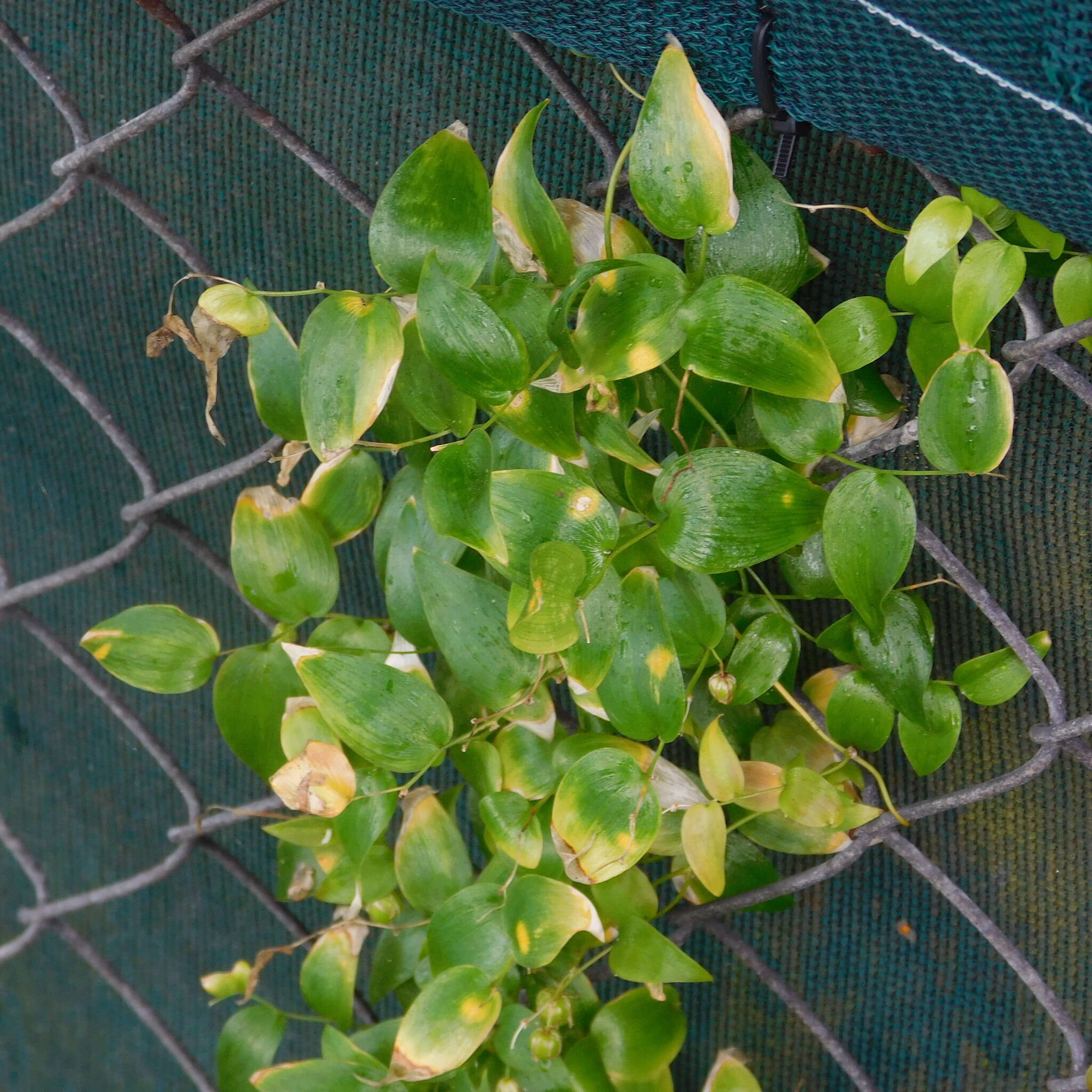 Image of Puccinia myrsiphylli (Thüm.) G. Winter 1884