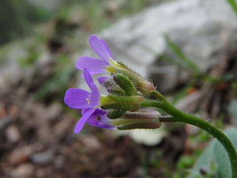 Image of Arabis verna (L.) W. T. Aiton