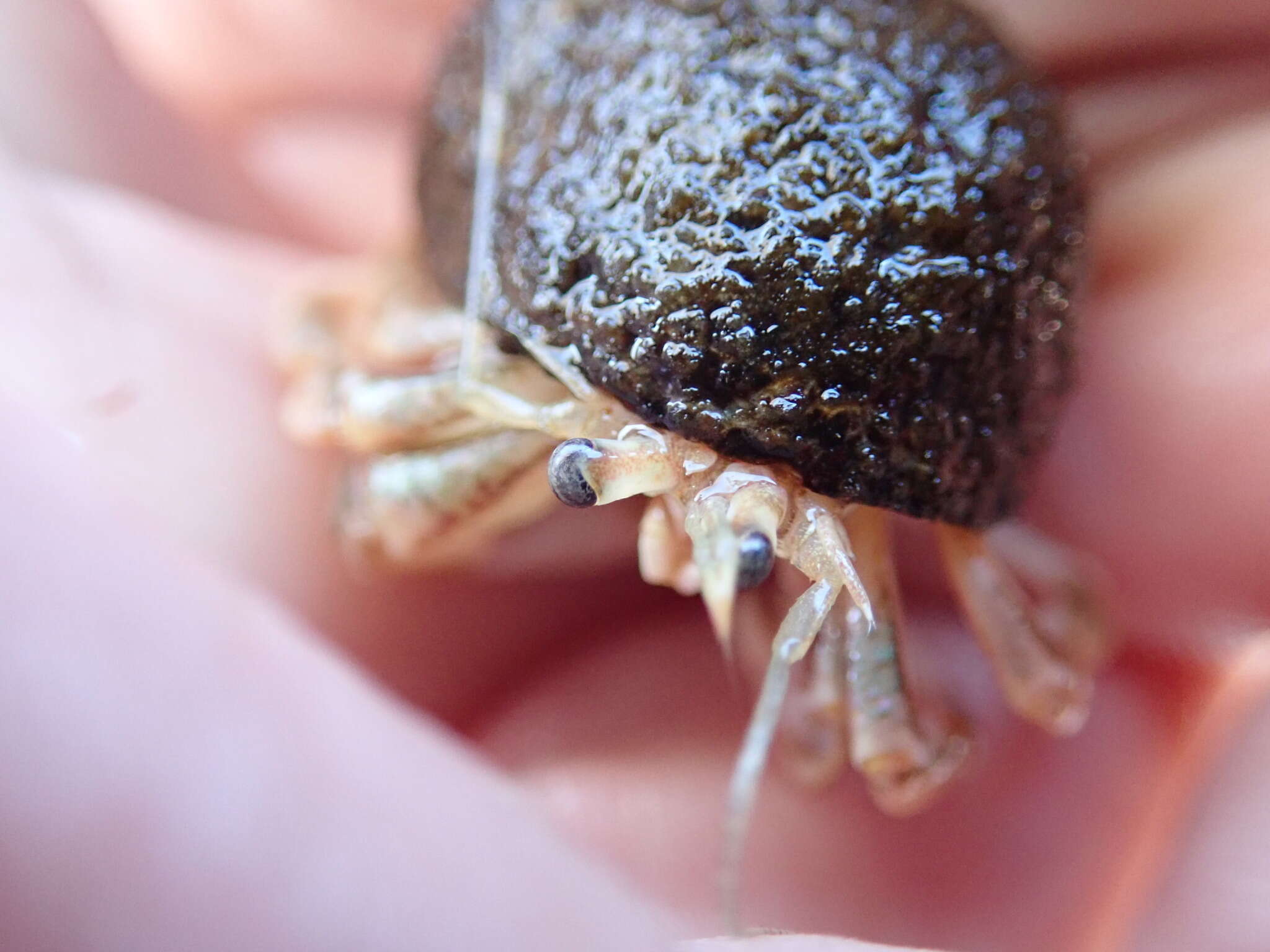 Image of Long-Clawed Hermit Crab