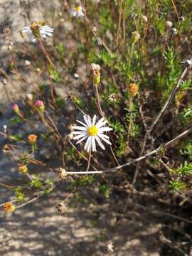 Felicia hyssopifolia (Berg.) Nees resmi