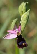 Слика од <i>Ophrys <i>bertolonii</i></i> subsp. bertolonii