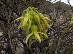 Image of Cotyledon cuneata Thunb.