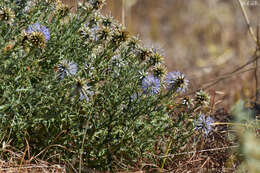 Image of Echinops microcephalus Sibth. & Sm.