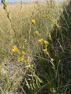 Image of clustered goldenweed