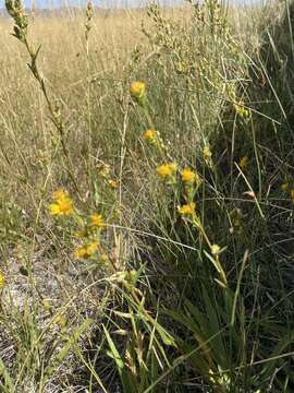 Image de Pyrrocoma racemosa (Nutt.) Torr. & A. Gray