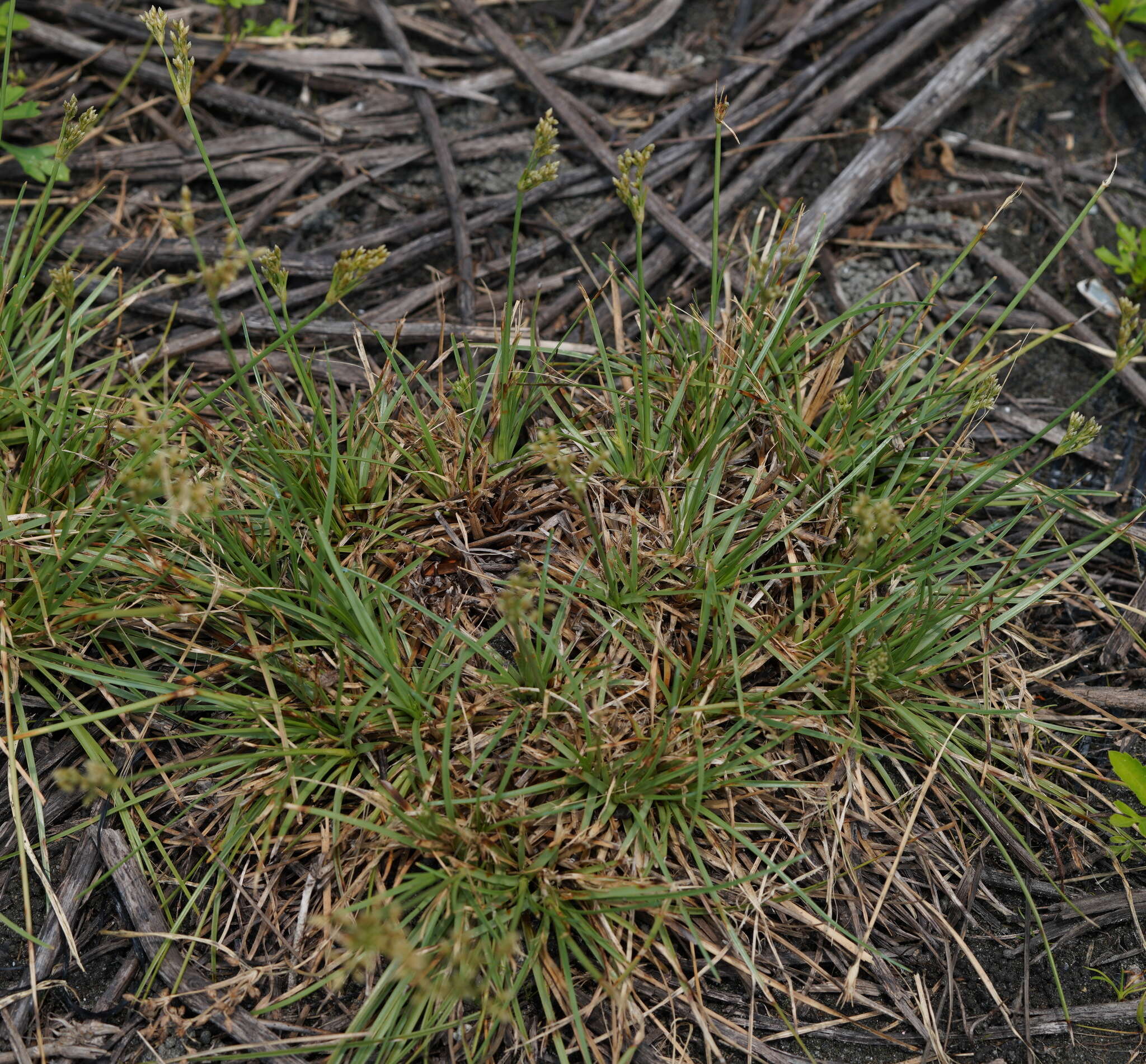 Plancia ëd Fimbristylis cymosa var. spathacea (Roth) T. Koyama