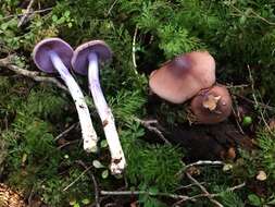 Image of Cortinarius bellus E. Horak 1990