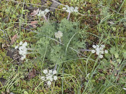 Image de Lomatium dasycarpum subsp. tomentosum (Benth.) Theob.