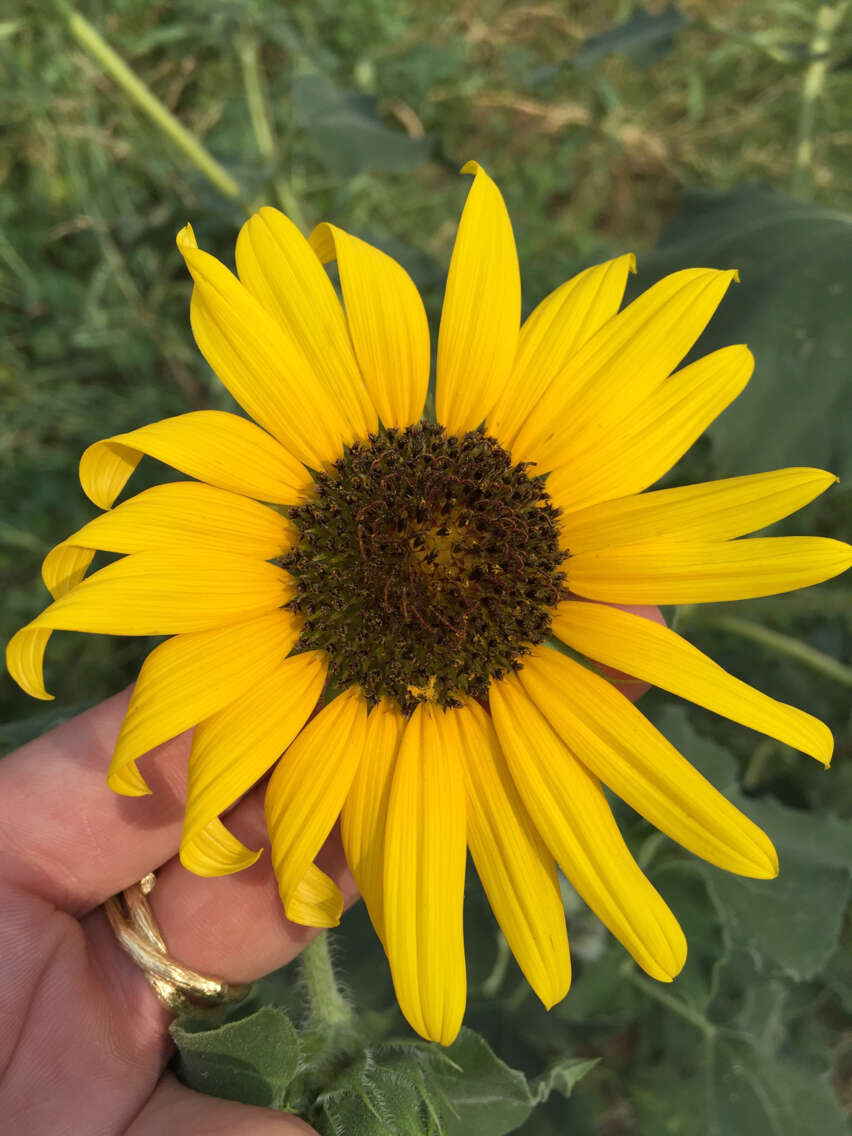 Image of common sunflower