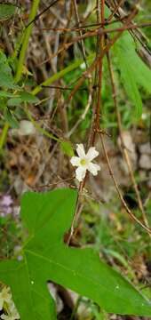 Image of Wild Balsam-Apple