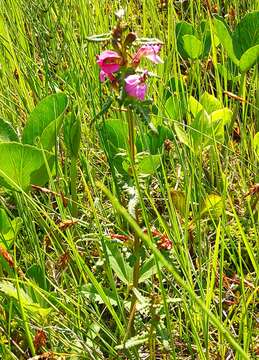 Image of Pedicularis adunca Bieb. ex Stev.