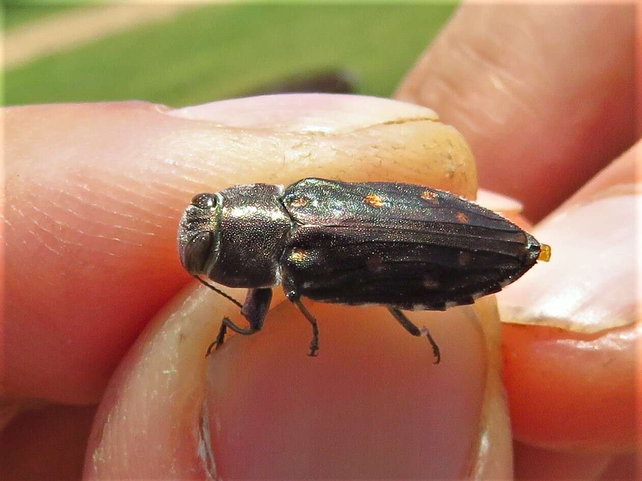 Image of Jewel beetle