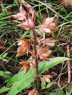 Image of Carrion orchid