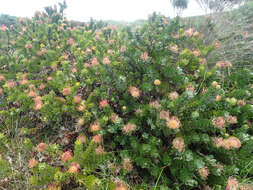 Image of Silveredge Pincushion