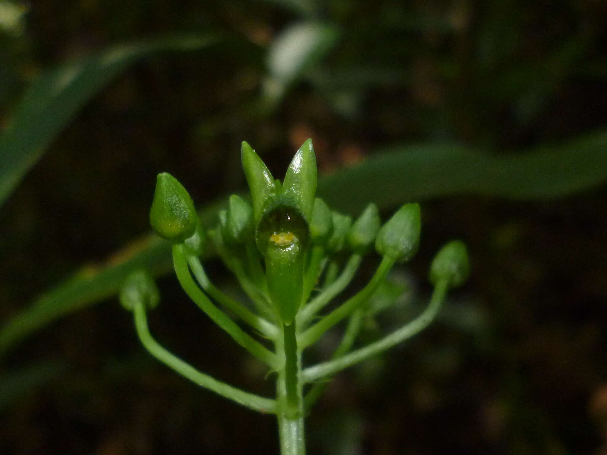 Image of Malaxis lepanthiflora (Schltr.) Ames