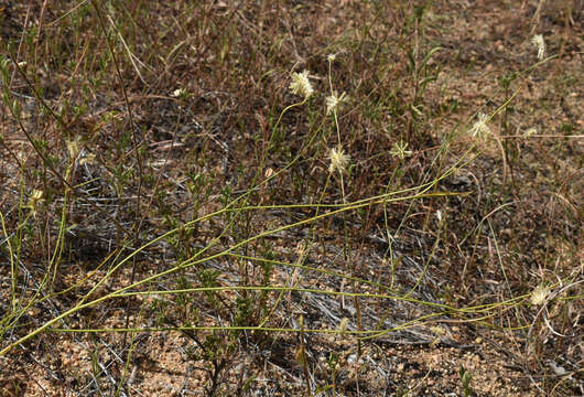 Ptilotus fusiformis (R. Br.) Poir.的圖片