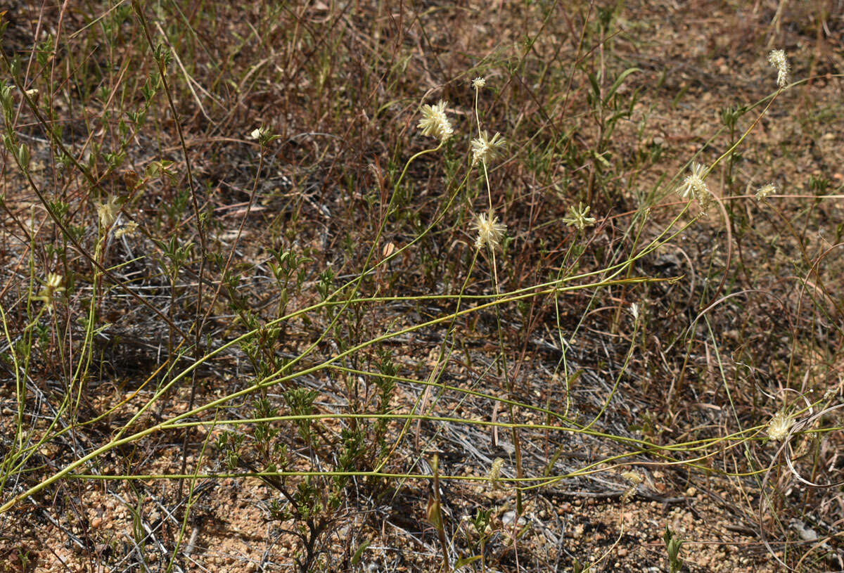 Image of Ptilotus fusiformis (R. Br.) Poir.