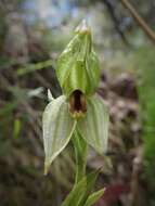 Image of Smooth leafy greenhood