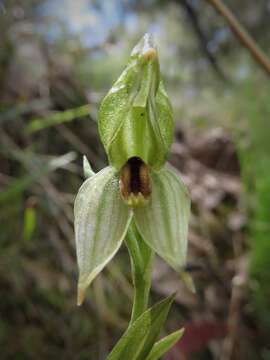 Image of Smooth leafy greenhood