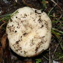 صورة Russula marangania Grgur. 1997