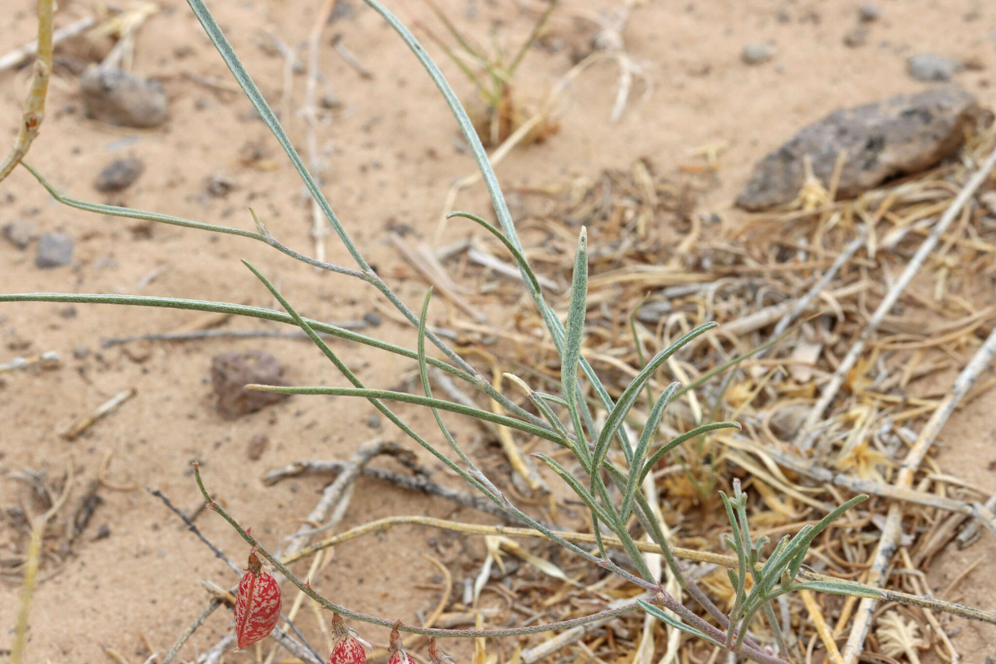 صورة Astragalus ceramicus Sheldon