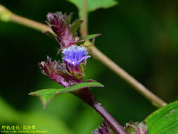 Image de Belosynapsis ciliata (Blume) R. S. Rao