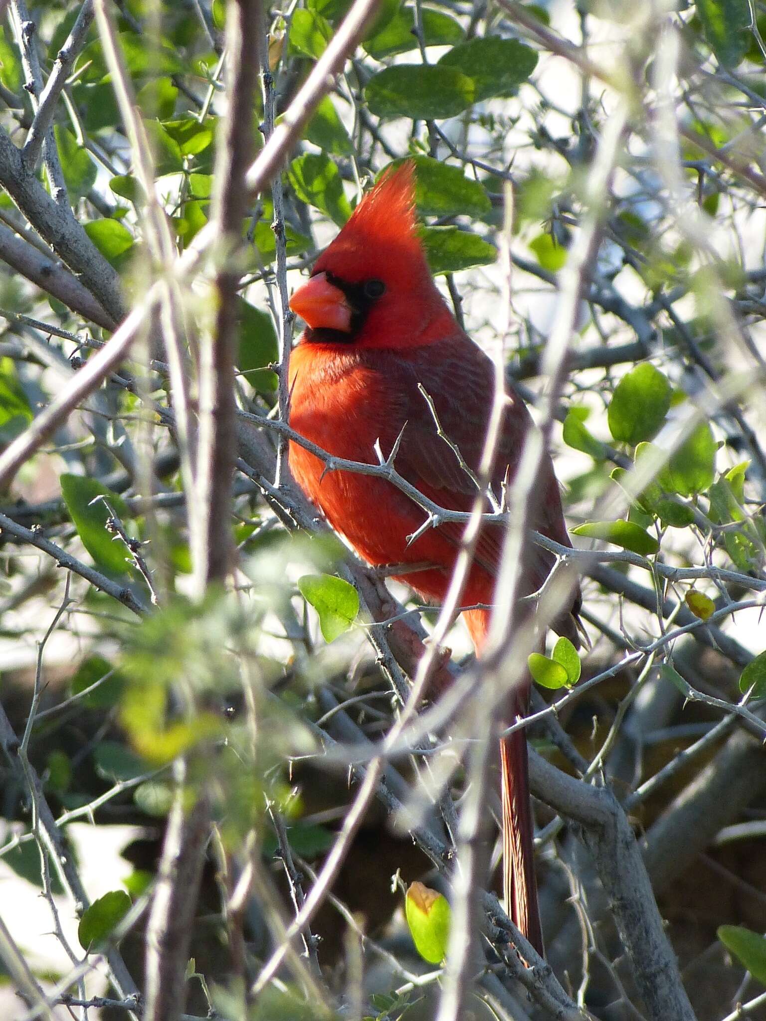 Image of Cardinalis cardinalis superbus Ridgway 1885