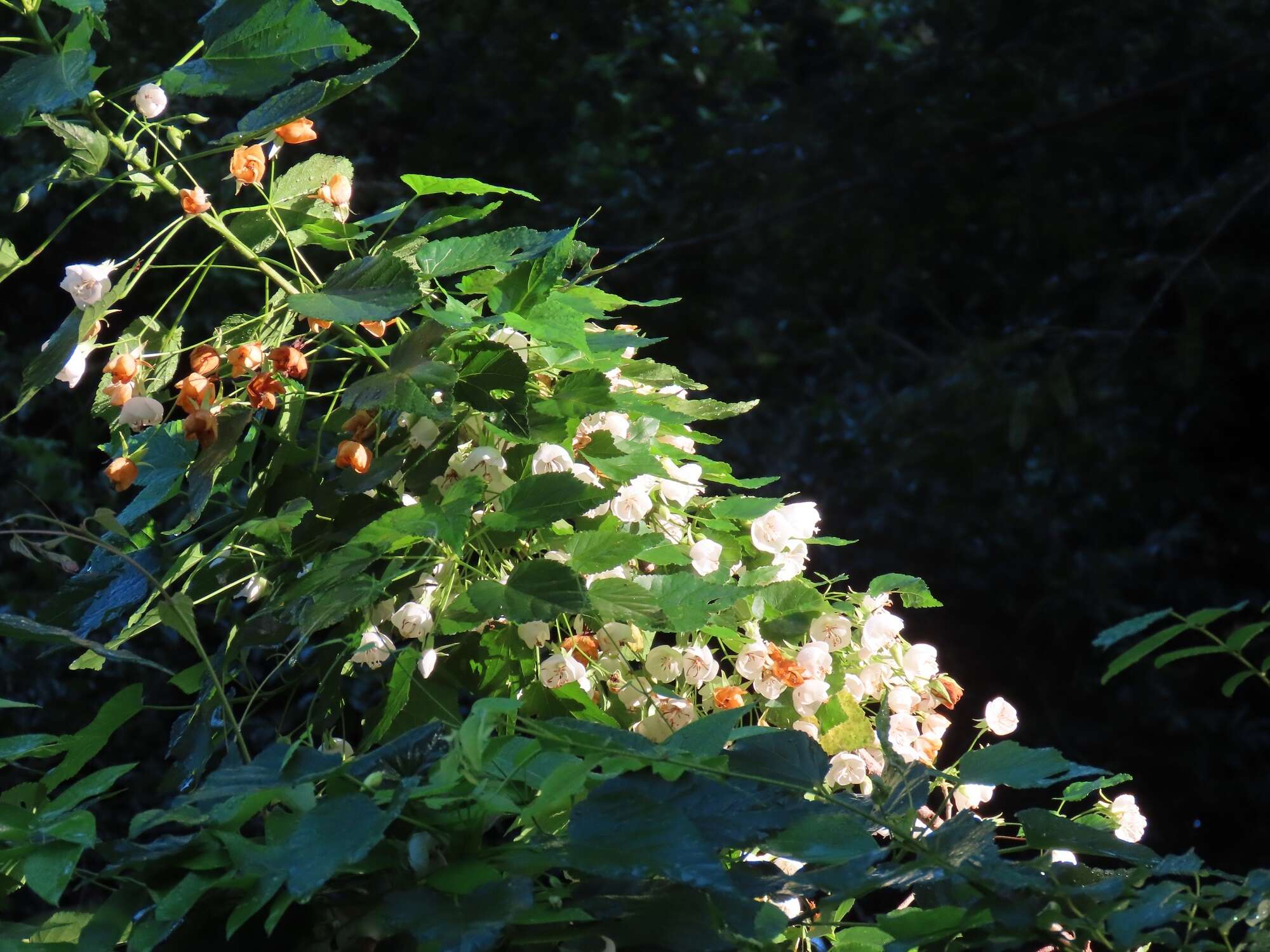 Sivun Dombeya tiliacea (Endl.) Planch. kuva