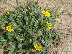 Sivun Dugesia mexicana (A. Gray) A. Gray kuva