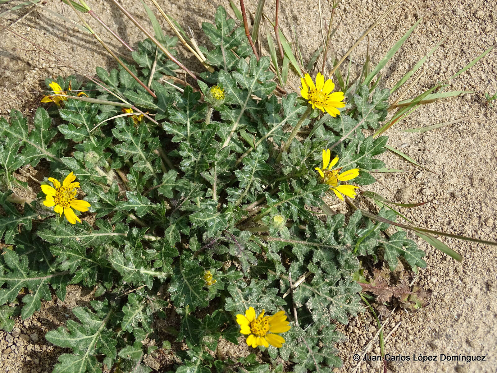 Sivun Dugesia mexicana (A. Gray) A. Gray kuva