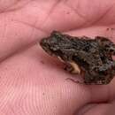 Image of Remote Froglet