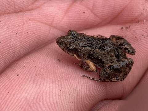 Image of Remote Froglet