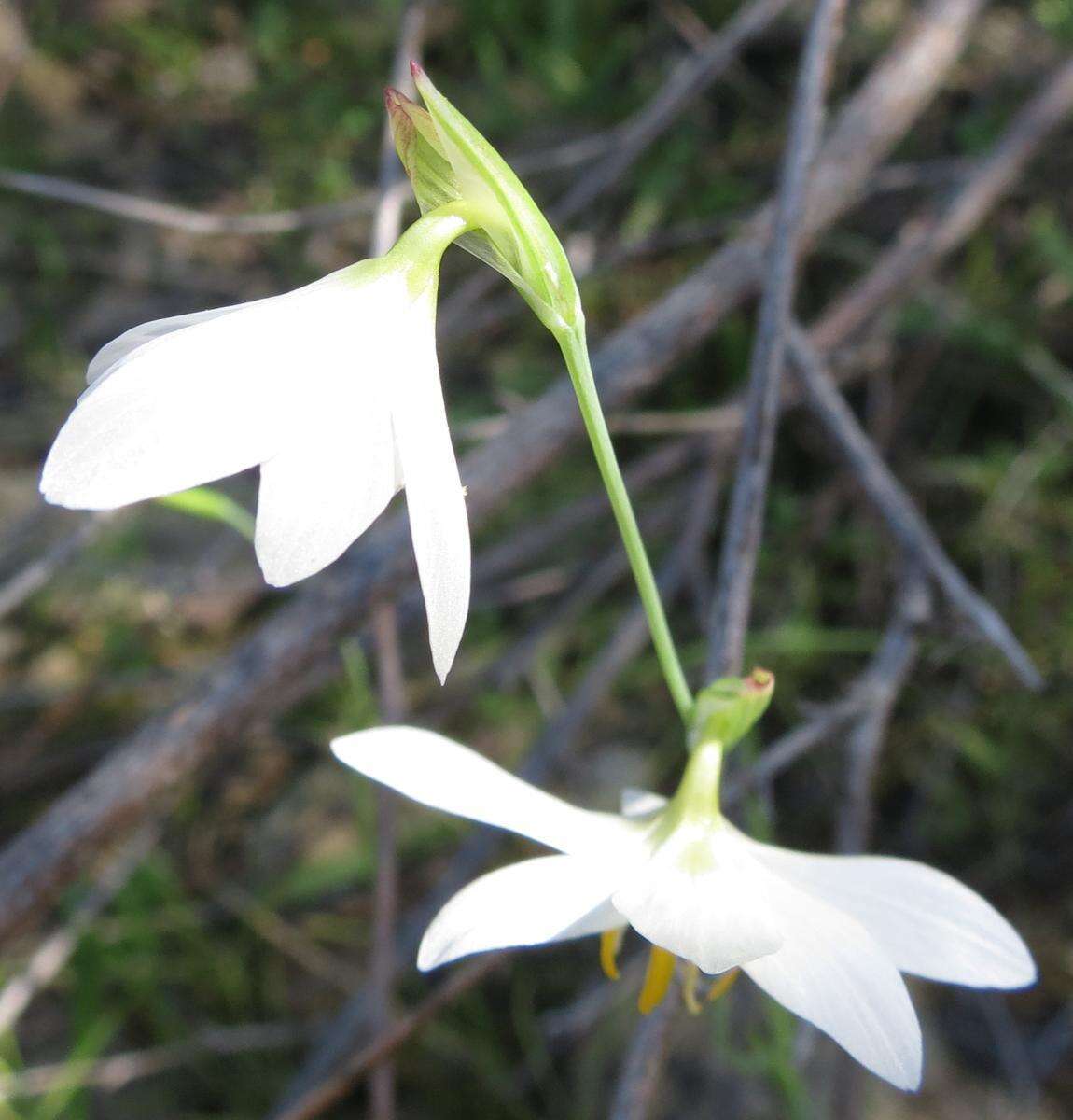 Image of Hesperantha bachmannii Baker