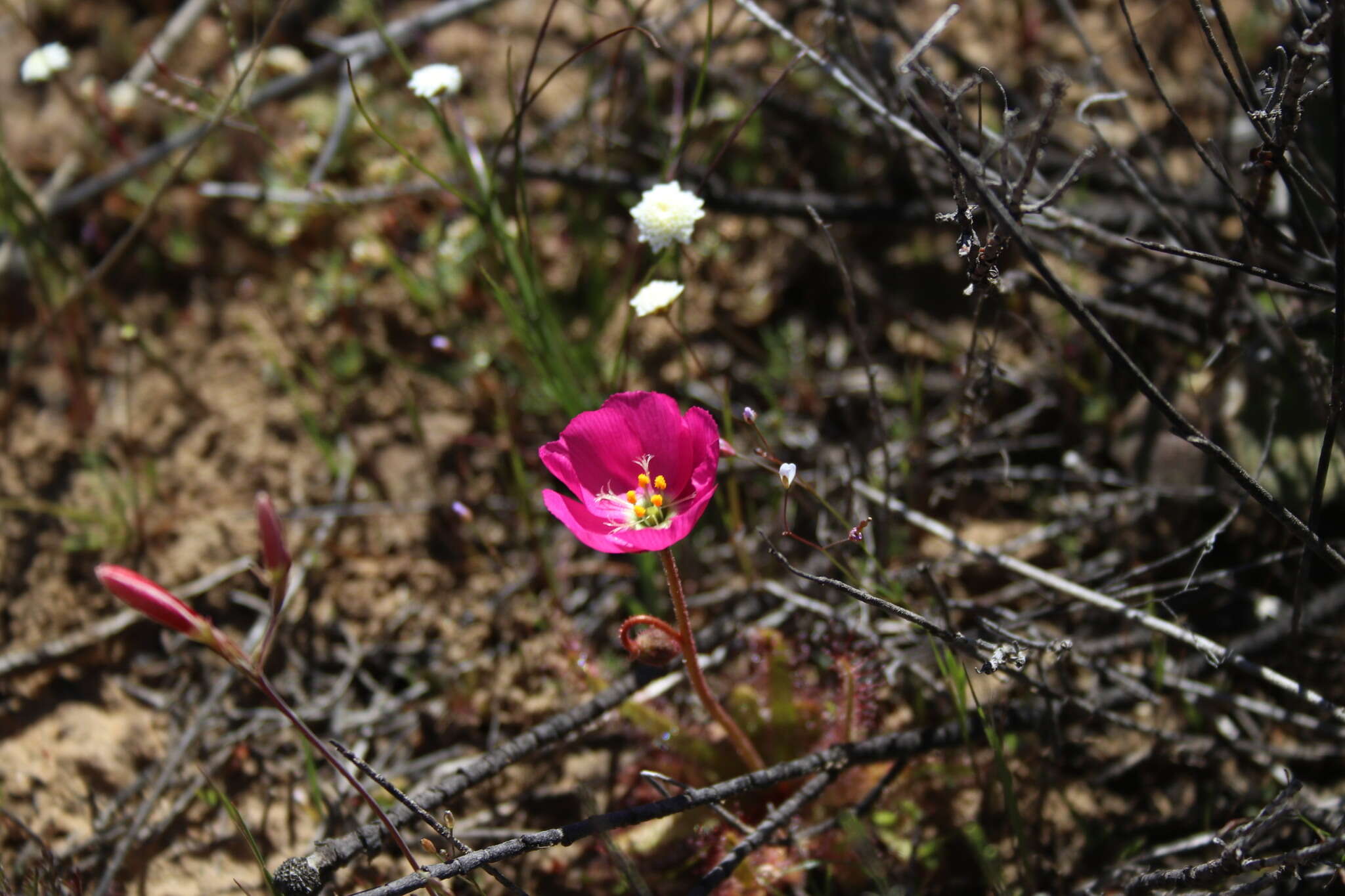 Image of <i>Drosera variegata</i> Debbert