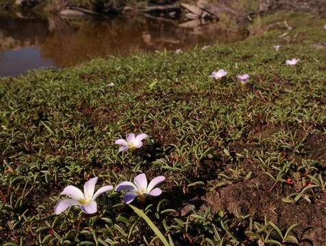 Image of Oxalis odorata J. C. Manning & Goldblatt