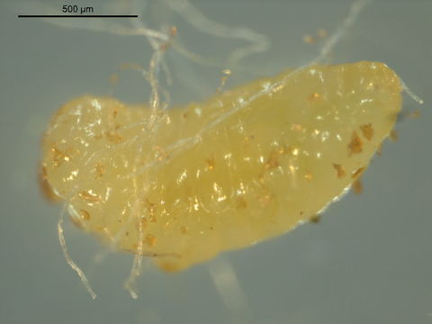 Image of Baryscapus