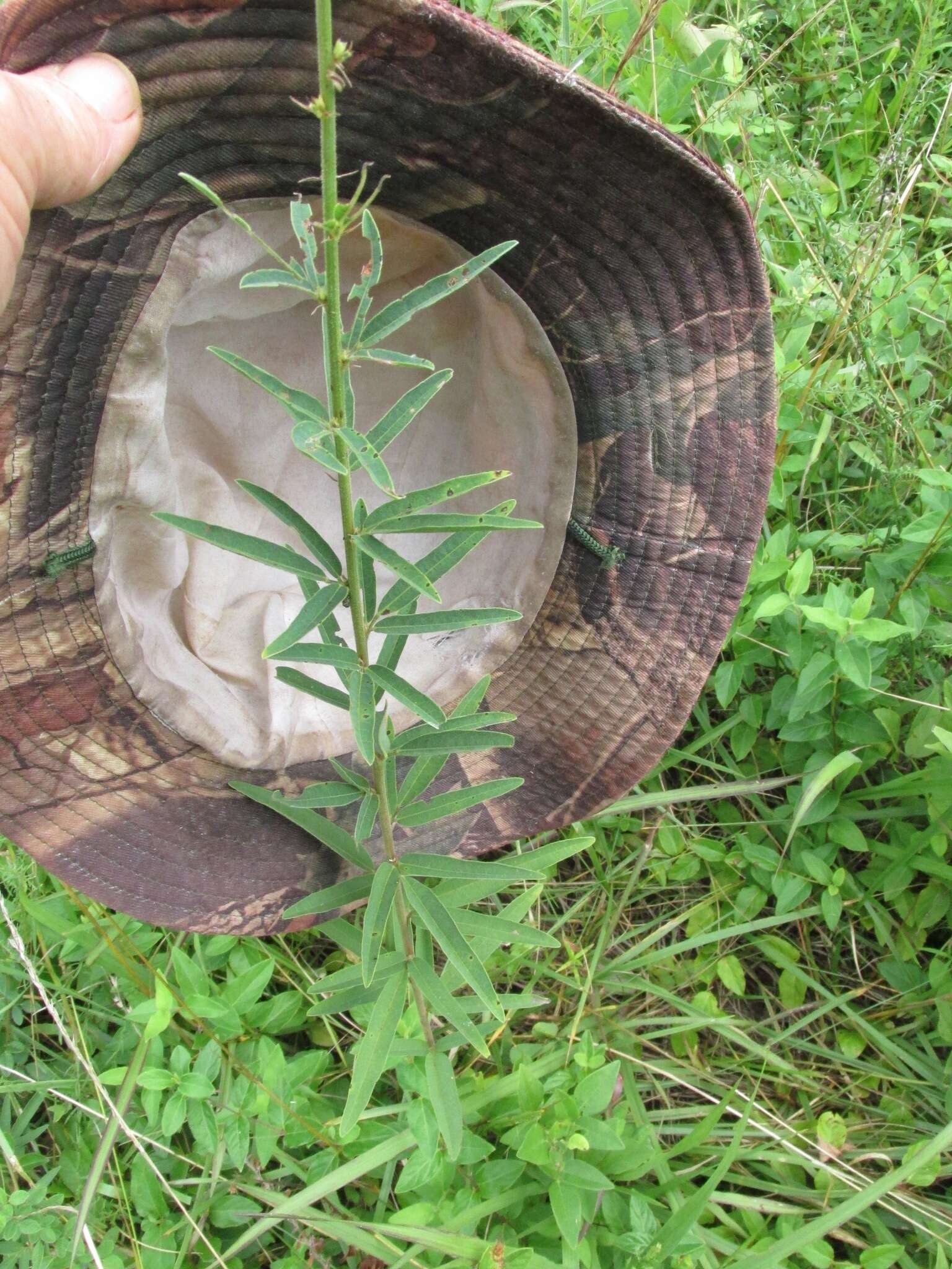 Imagem de Desmodium sessilifolium Torr. & A. Gray