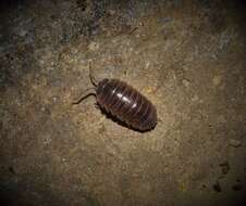 Image of Armadillidium insulanum Verhoeff 1907