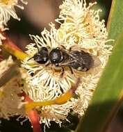 Imagem de Eucalyptus gracilis F. Müll.