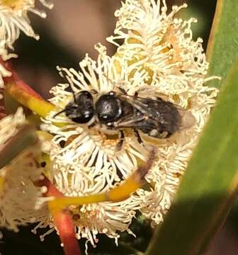 Sivun Eucalyptus gracilis F. Müll. kuva