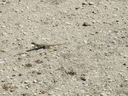 Image of Cozumel Spiny Lizard