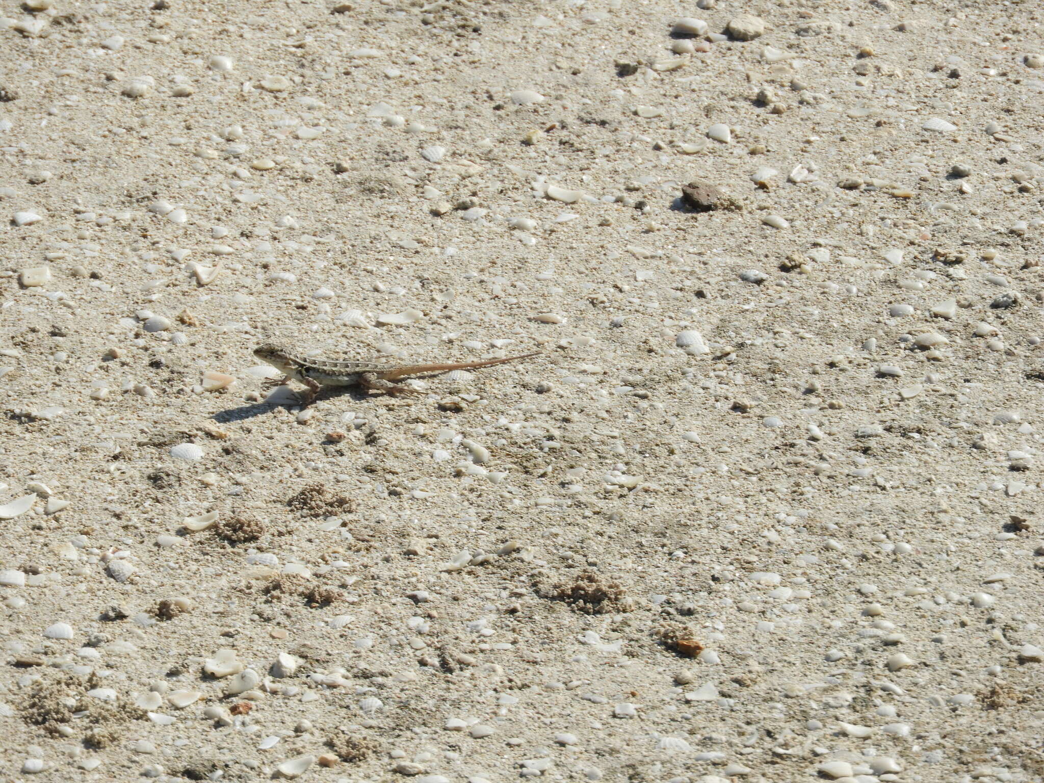 Image of Cozumel Spiny Lizard